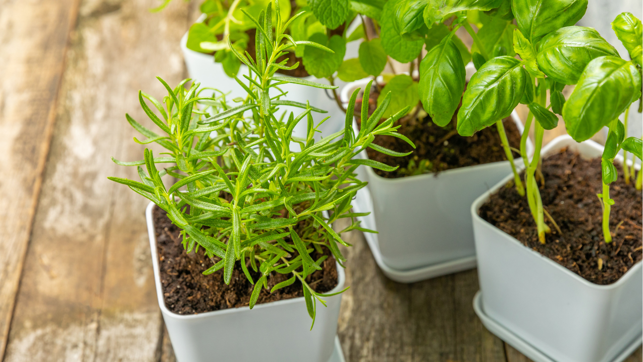 Amazing Benefits of Rosemary: The Aromatic Herb for Brain and Body Health