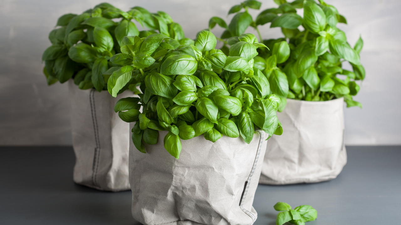 Basil: A Powerful Herb for Cellular Health, Inflammation, and Digestion