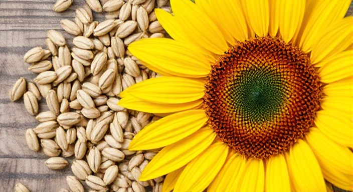 10 Surprising Benefits of Sunflower Seeds: Small but Mighty for Your Health